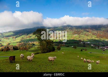 Schafe auf der Weide im Herbst, Schweiz, Kanton Schwyz, Mostelberg Stockfoto