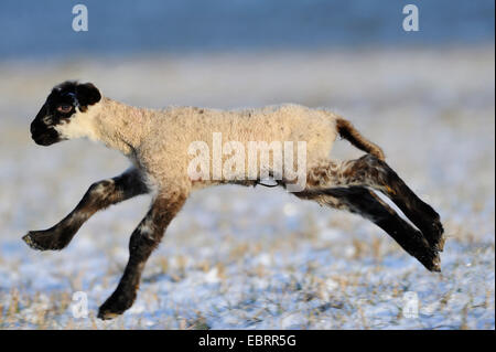 Hausschaf (Ovis Ammon F. Aries), Lamm herumtollen Stockfoto