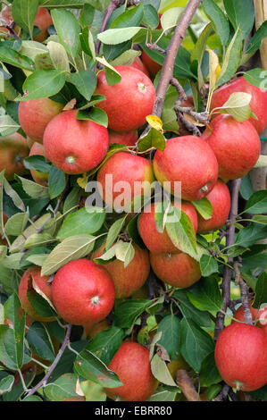 Apfelbaum (Malus Domestica 'Braeburn', Malus Domestica Braeburn), Sorte Braeburn Stockfoto