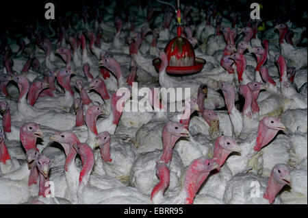 gemeinsamen Türkei (Meleagris Gallopavo), Tausende von gemästete Hühner gestaute zusammen in einem Stall auf dem Fabrik-Bauernhof, Stockfoto