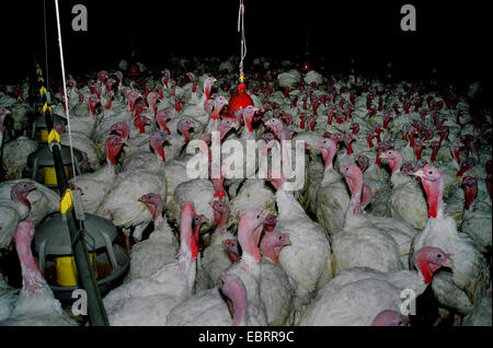 gemeinsamen Türkei (Meleagris Gallopavo), Tausende von gemästete Hühner gestaute zusammen in einem Stall auf dem Fabrik-Bauernhof, Stockfoto