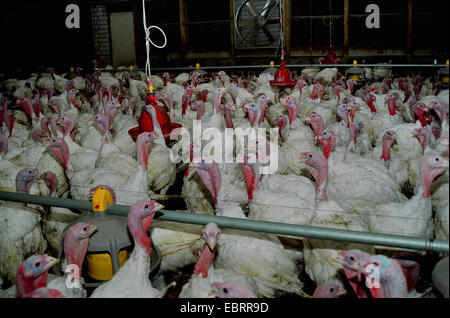 gemeinsamen Türkei (Meleagris Gallopavo), Tausende von gemästete Hühner gestaute zusammen in einem Stall auf dem Fabrik-Bauernhof, Stockfoto