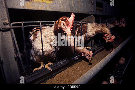 , völlig vernachlässigt, Legehennen in einer Batterie-Farm, Stockfoto