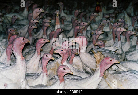 gemeinsamen Türkei (Meleagris Gallopavo), Tausende von gemästete Hühner gestaute zusammen in einem Stall auf dem Fabrik-Bauernhof, Stockfoto