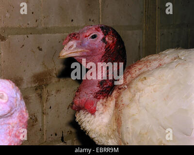 gemeinsamen Türkei (Meleagris Gallopavo), Porträt eines Tieres pickte blutigen während der Mast in einem Stall auf dem Fabrik-Bauernhof, Stockfoto