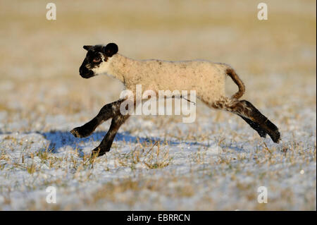 Hausschaf (Ovis Ammon F. Aries), Lamm herumtollen Stockfoto