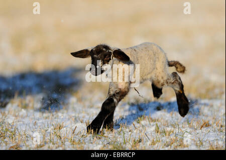 Hausschaf (Ovis Ammon F. Aries), Lamm herumtollen Stockfoto