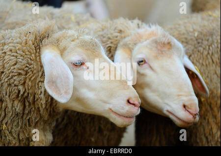 Merino-Schafe (Ovis Ammon F. Aries), Porträt von zwei Merino-Schafe Stockfoto