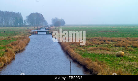 Marsh mit Ablaufrinne, anzeigen, Niederblockland, Deutschland, Bremen Stockfoto