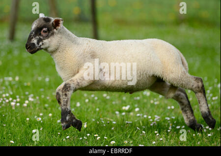 Hausschaf (Ovis Ammon F. Aries), Lamm, springen in eine Weide, Deutschland, Bayern Stockfoto