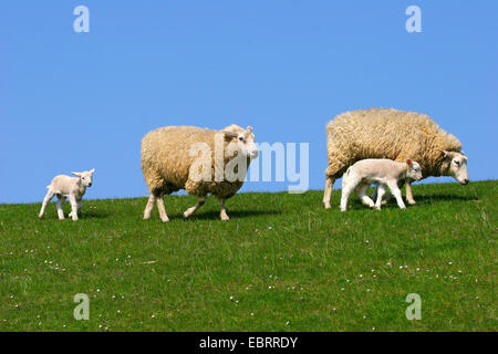 Hausschaf (Ovis Ammon F. Aries), Mütter mit Lämmer auf einem Deich, Deutschland Stockfoto