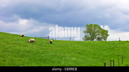 Hausschaf (Ovis Ammon F. Aries), Schafe auf der Nordsee Deich, Deutschland, Niedersachsen, Ostfriesland Stockfoto