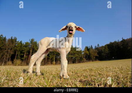 Hausschaf (Ovis Ammon F. Aries), Lamm stehend auf der Weide und Blöken, Deutschland