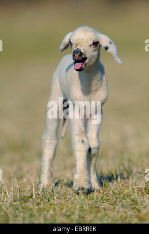 Hausschaf (Ovis Ammon F. Aries), Lamm stehend auf der Weide und Blöken, Deutschland