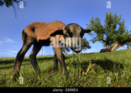 Kamerun, Kamerun-Schafe (Ovis Ammon F. Aries), Lamm, stehend auf einer Wiese, Deutschland Stockfoto