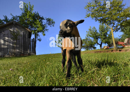 Kamerun, Kamerun-Schafe (Ovis Ammon F. Aries), Lamm, stehend auf einer Wiese, Deutschland Stockfoto