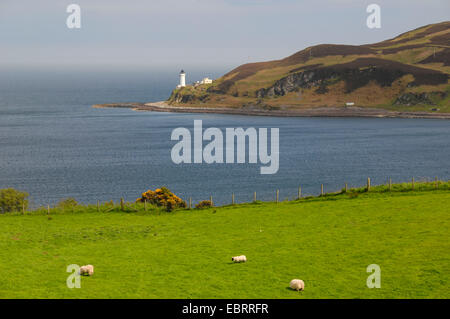 Hausschaf (Ovis Ammon F. Aries), Blick auf eine Ufer Wiese mit Schafen auf einer Insel mit Leuchtturm in der Nähe von Kintyre, Vereinigtes Königreich, Schottland Stockfoto