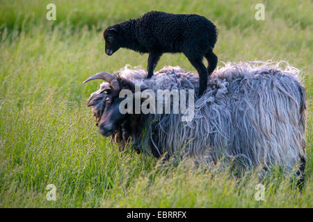 Gray geschliffen Heideschaf (Ovis Ammon F. Aries), Lamm auf dem Rücken seiner Mutter, Deutschland Stockfoto