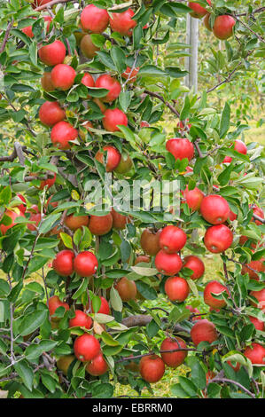 Apfelbaum (Malus Domestica 'Braeburn', Malus Domestica Braeburn), Sorte Braeburn Stockfoto