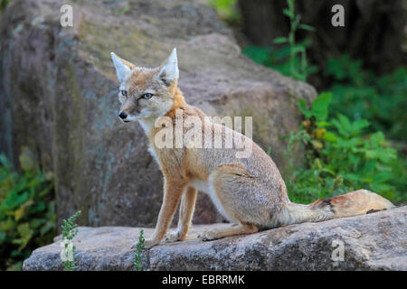 Corsac Fuchs (Vulpes Corsac), auf einem Felsen sitzen Stockfoto