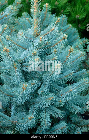 Kolorado-blau-Fichte (Picea Pungens 'Hoopsii', Picea Pungens Hoopsii), Sorte Hoopsii, Mannheim Stockfoto