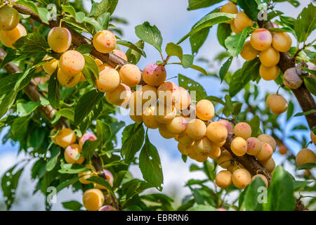 Mirabelle, Pflaume, Mirabelle Pflaumen (Prunus Domestica 'Mirabelle von Nancy', Prunus Domestica Mirabelle von Nancy, Prunus Domestica SSP. Syriaca, Prunus Domestica var. Syriaca, Prunus Syriaca), Mirbaelle Pflaumen am Baum, Sorte, Sorte Mirabelle von Nancy, Deutschland, Brandenburg Stockfoto