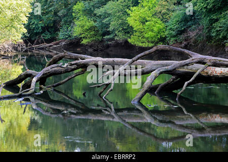 Auenwaldes mit tot umgestürzten Baum im Sommer, Deutschland Stockfoto