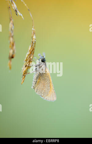 kleine Skipper (Thymelicus Sylvestris, Thymelicus Flavus), auf einem Rasen Stiel, Deutschland, Bayern Stockfoto