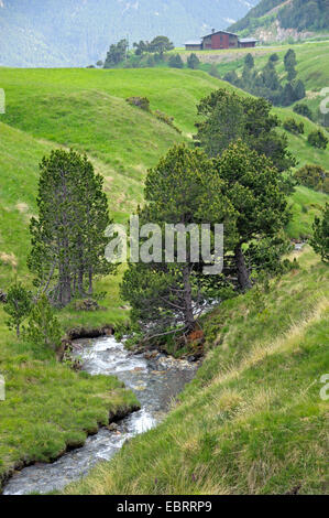 Latschenkiefer, Mugo Pine (Pinus Uncinata, Pinus Mugo SSP. Uncinata), in den Pyrenäen, Andorra, Andorra, Col de Ordino, La Vella Stockfoto