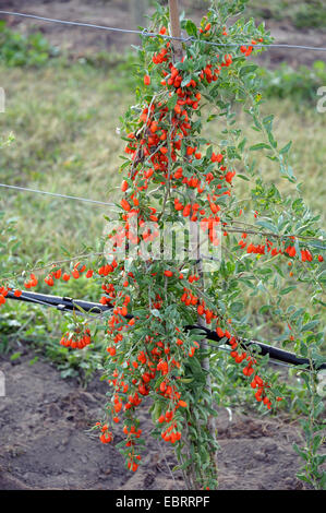 Chinesische Wolfsbeere, gemeinsame Matrimony Vine (Lycium Barbarum 'Nr. 1 Big Lifeberry', Lycium Barbarum Nr. 1 Big Lifeberry) Fruchtkörper Busch, Sorte Nr. 1 Lifeberry Stockfoto