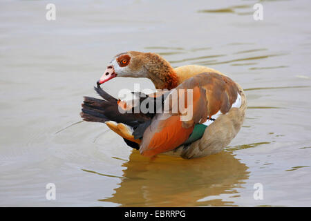 Nilgans (Alopochen Aegyptiacus), pflegend sein Gefieder in seichtem Wasser, Deutschland Stockfoto