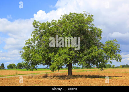 Walnuss (Juglans Regia), Walnuttree auf einem abgeernteten Feld auf einem Feldweg, Deutschland Stockfoto