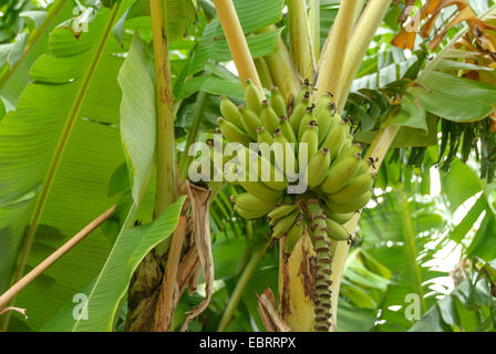 Banane (Musa Acuminata "Zwerg Cavendishii", Musa Acuminata Dwarf Cavendishii), Sorte Zwerg Cavendishii Stockfoto