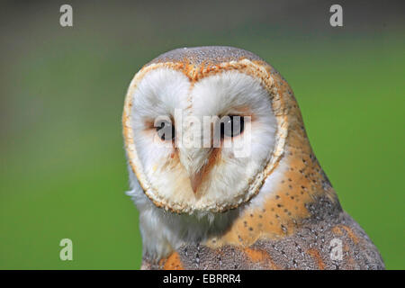 Schleiereule (Tyto Alba), Porträt, Deutschland Stockfoto