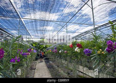 Besucher in eine Orchideenfarm, Thailand Stockfoto