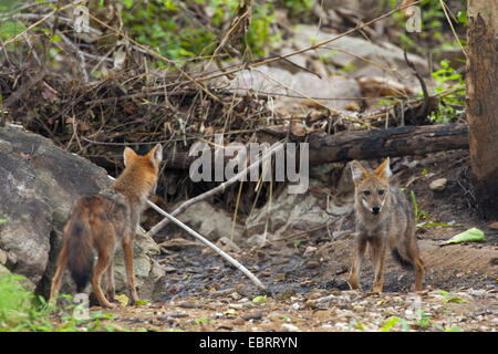 Goldschakal (Canis Aureus), vor Baum und Felsen, Thailand, Huai Kha Khaeng Wildlife Sanctua umgedreht Stockfoto