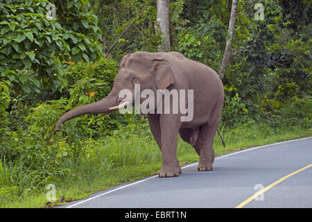 Asiatischer Elefant, Asiatischer Elefant (Elephas Maximus), Male an einem Straßenrand, Thailand, Khao Yai Nationalpark Stockfoto