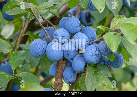 Pflaume (Prunus Domestica 'Topfive', Prunus Domestica Topfive), Pflaumen auf einem Baum, Sorte Topfive Stockfoto