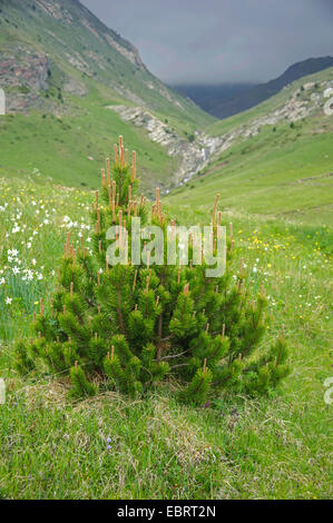 Latschenkiefer, Mugo Pine (Pinus Uncinata, Pinus Mugo SSP. Uncinata), in den Pyrenäen, Andorra, Andorra, Col de Ordino, La Vella Stockfoto