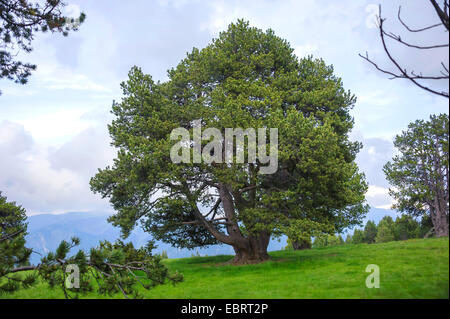 Latschenkiefer, Mugo Pine (Pinus Uncinata, Pinus Mugo SSP. Uncinata), in den Pyrenäen, Andorra, Andorra, Col de Ordino, La Vella Stockfoto