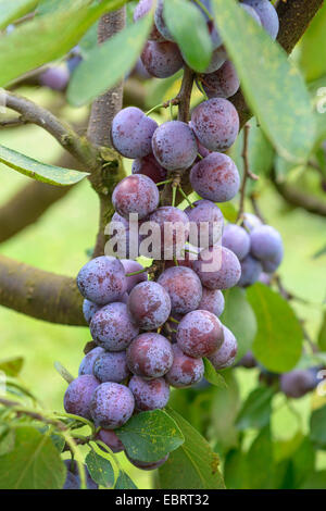 Pflaume (Prunus Domestica 'Opal', Prunus Domestica Opal), Pflaumen auf einem Baum, Sorte Opal Stockfoto