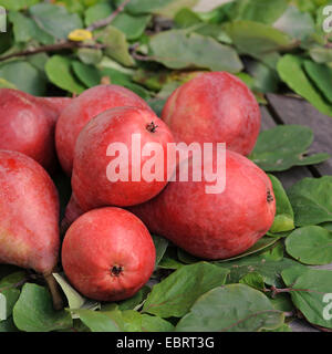 Gemeinsamen Birne (Pyrus Communis 'Starkrimson', Pyrus Communis Starkrimson), Birnen der Sorte Starkrimson Stockfoto