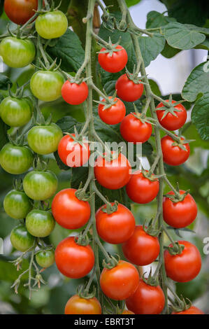 Garten-Tomaten (Solanum Lycopersicum 'Picolino', Solanum Lycopersicum Picolino, Lycopersicon Esculentum), Pflanze mit Reifen und unreifen Tomaten, Sorte Picolino Stockfoto