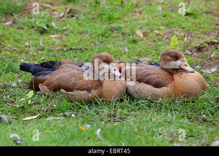 Nilgans (Alopochen Aegyptiacus), zwei Altvögel ruhen zusammen auf einer Wiese, Deutschland Stockfoto