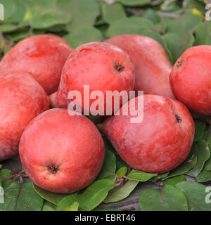 Gemeinsamen Birne (Pyrus Communis 'Starkrimson', Pyrus Communis Starkrimson), Birnen der Sorte Starkrimson Stockfoto