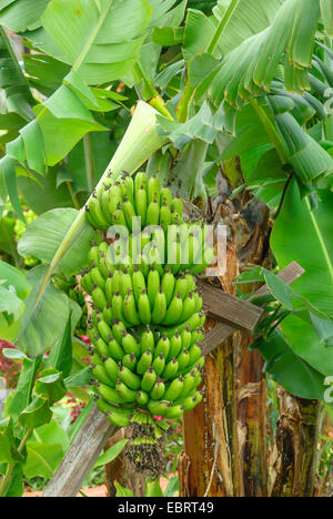 Banane (Musa Acuminata "Zwerg Cavendishii", Musa Acuminata Dwarf Cavendishii), Sorte Zwerg Cavendishii Stockfoto
