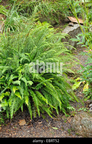 hart-Farn (Blechnum spicant), als Zierpflanze in einem Garten, Deutschland, Sachsen Stockfoto