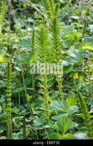 großen Schachtelhalm (Equisetum Telmateia, Equisetum Telmateja, Equisetum Maximum), als Zierpflanze im Garten, Deutschland, Forstbotanischer Garten Eberswal Stockfoto