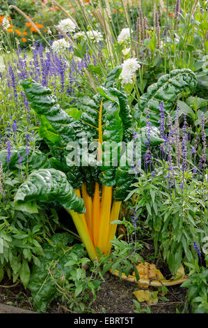 Laub-Rüben, Mangold, Mangold, Mangel (Beta Vulgaris var. Cicla, Beta Vulgaris ssp. Vulagris var. Cicla), Deutschland, Sachsen Stockfoto