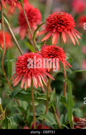 Lila Echinacea, östlichen Purpur-Sonnenhut, Purpur-Sonnenhut (Echinacea Purpurea 'Hot Papaya', Echinacea Purpurea Hot Papaya, Rudbeckia Purpurea, Brauneria Purpurea), blühend, Sorte Hot Papaya, Deutschland, Brandenburg Stockfoto